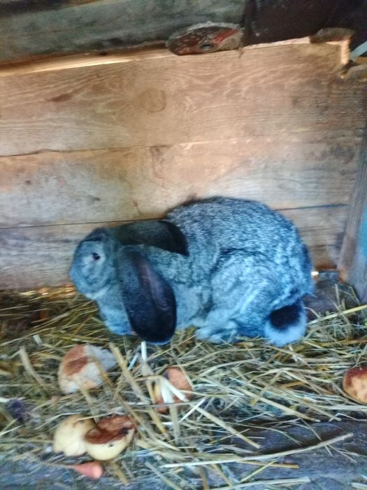 Belgijski Olbrzym Szynszylowy, Belg samiec 8 Mc-e