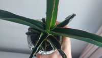 Sanseveria star canary