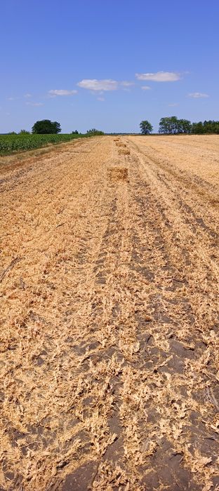 Продам тюки з соломи ГОРОХУ.