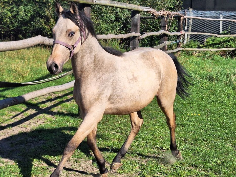 ogierek jelenio-tarantowaty rasa PKS półtoraroczny