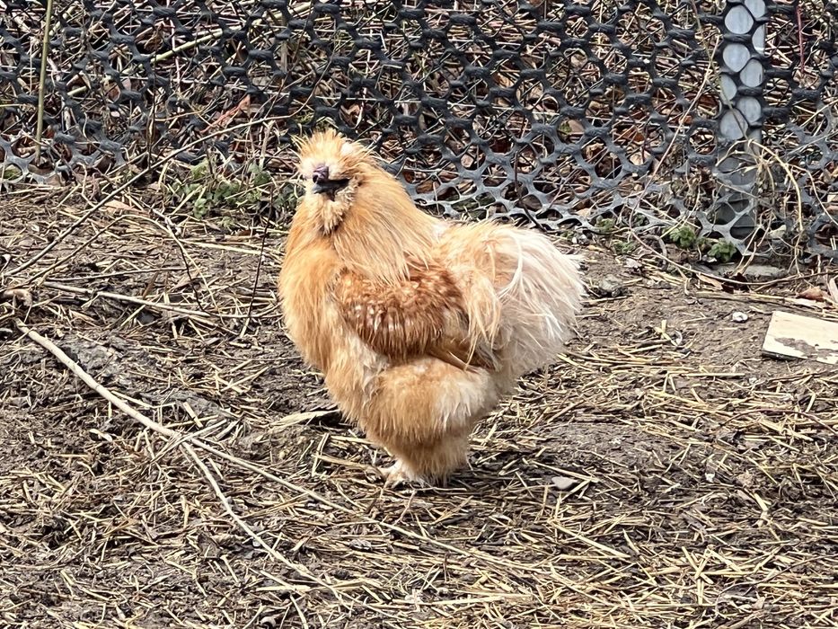 Kogut silka jedwabisty