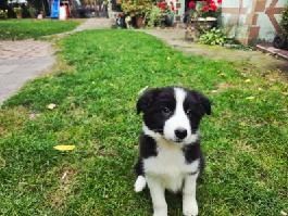 Border collie szczenię