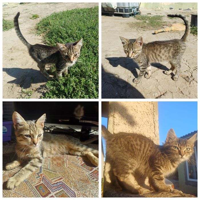 Котята бесплатно. Помогите найти дом для котят