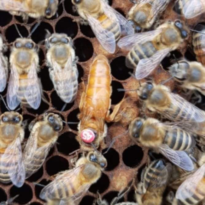 Miód z własnej pasieki Pasieka Wilga