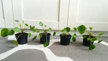 Pilea pieniążek sadzonka pieniążka roślinka