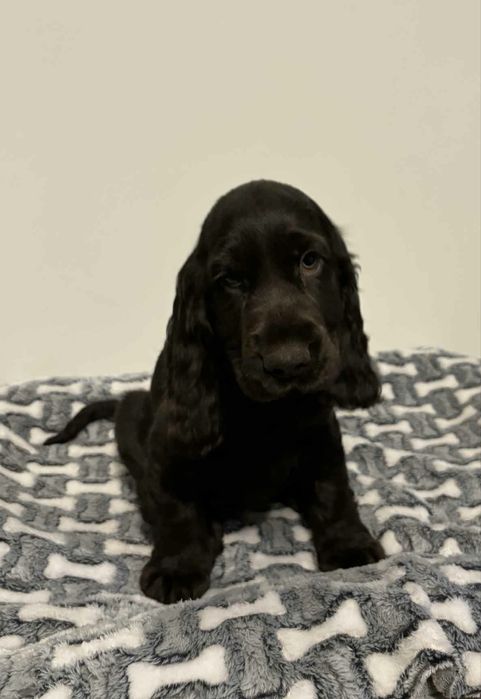 Suczka Cocker spaniel