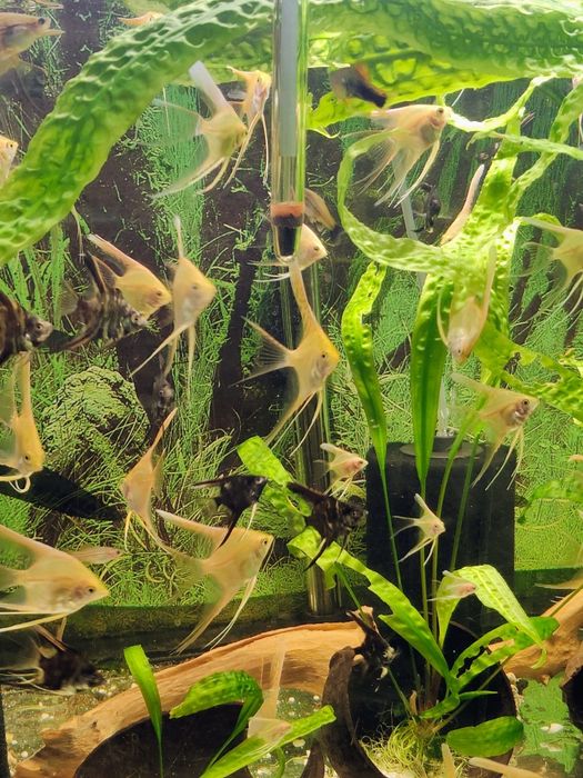 Skalary złote weloniaste