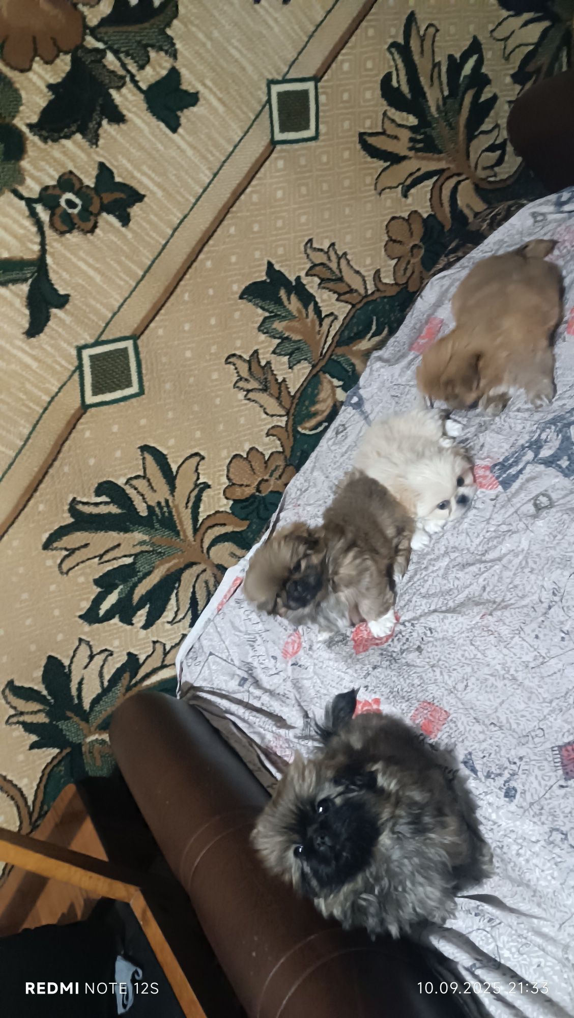 Продаю цуценят пекінеса