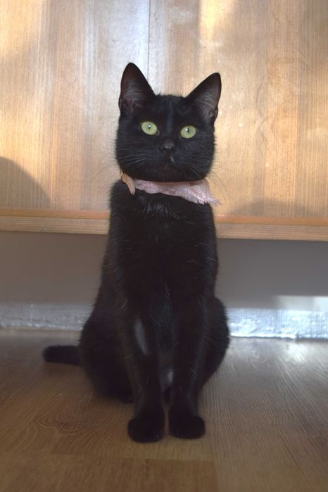 Pokochaj ZJAWĘ! Cudna kotka szuka domu!