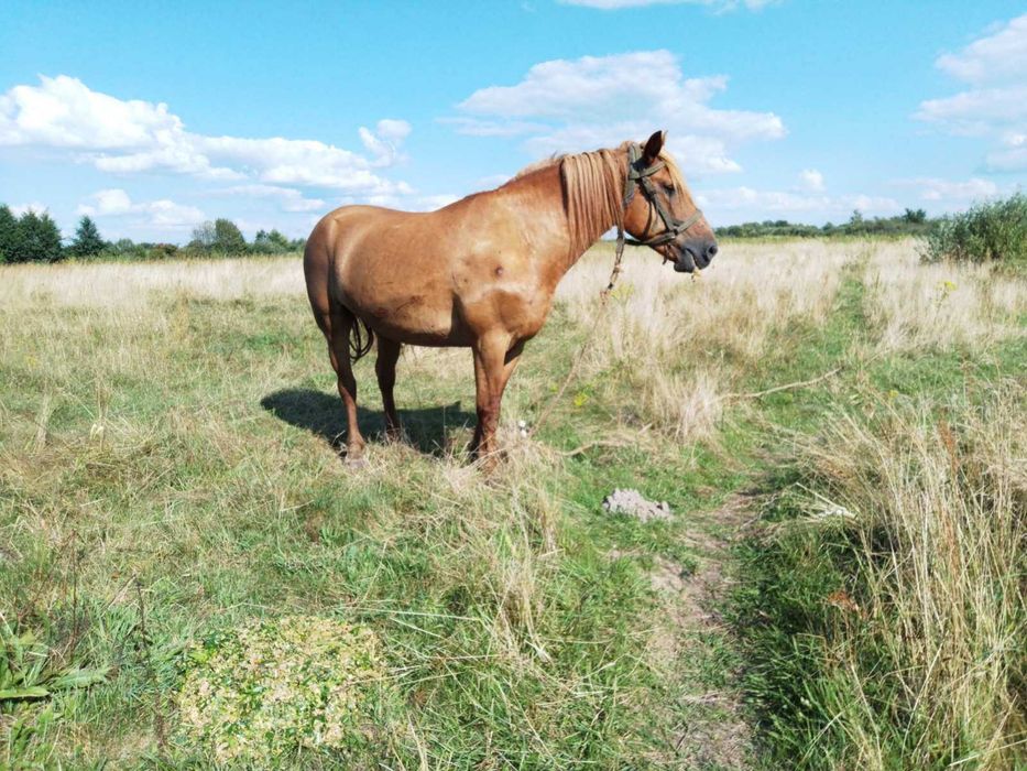 Кобила 9 років здорова