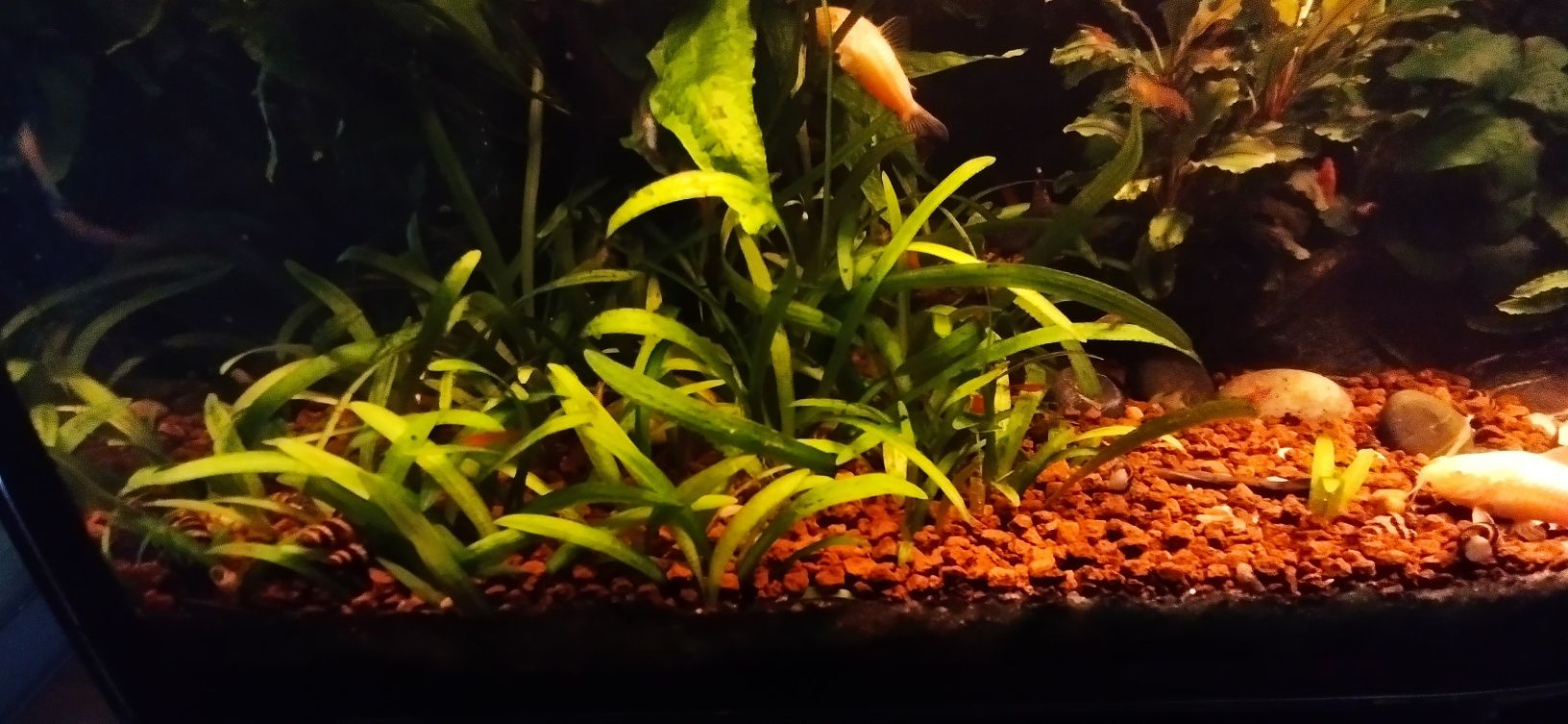 Sagittaria Subulata planta para aquário