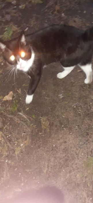 błąkający się kotek