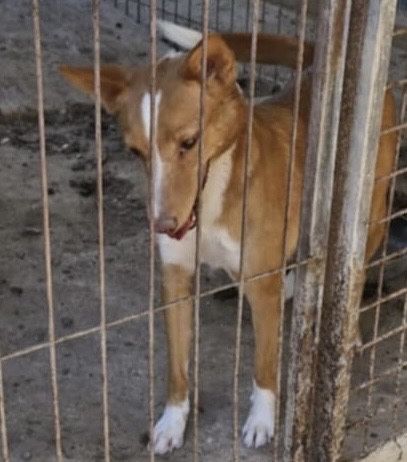 Cadela para adoção