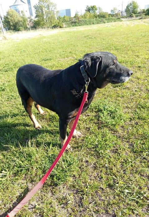 Saba rottweilerka do adopcji