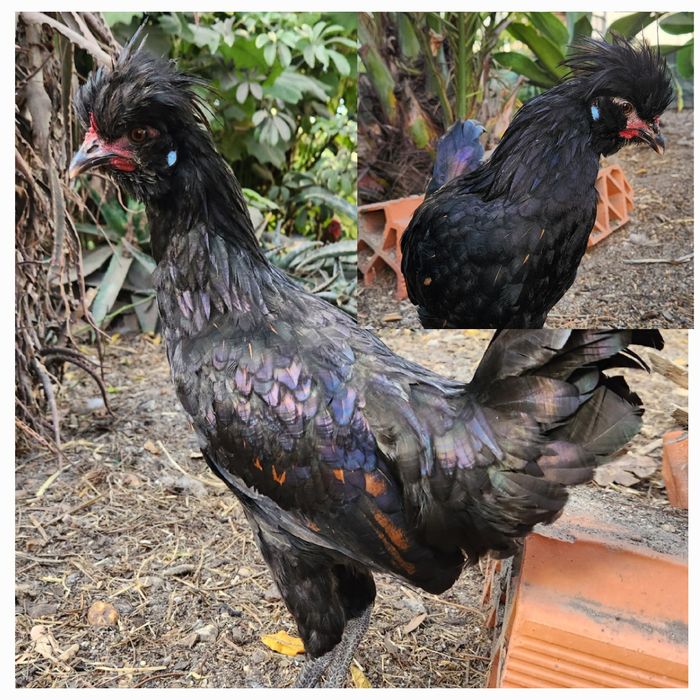 Galos de várias raças para venda