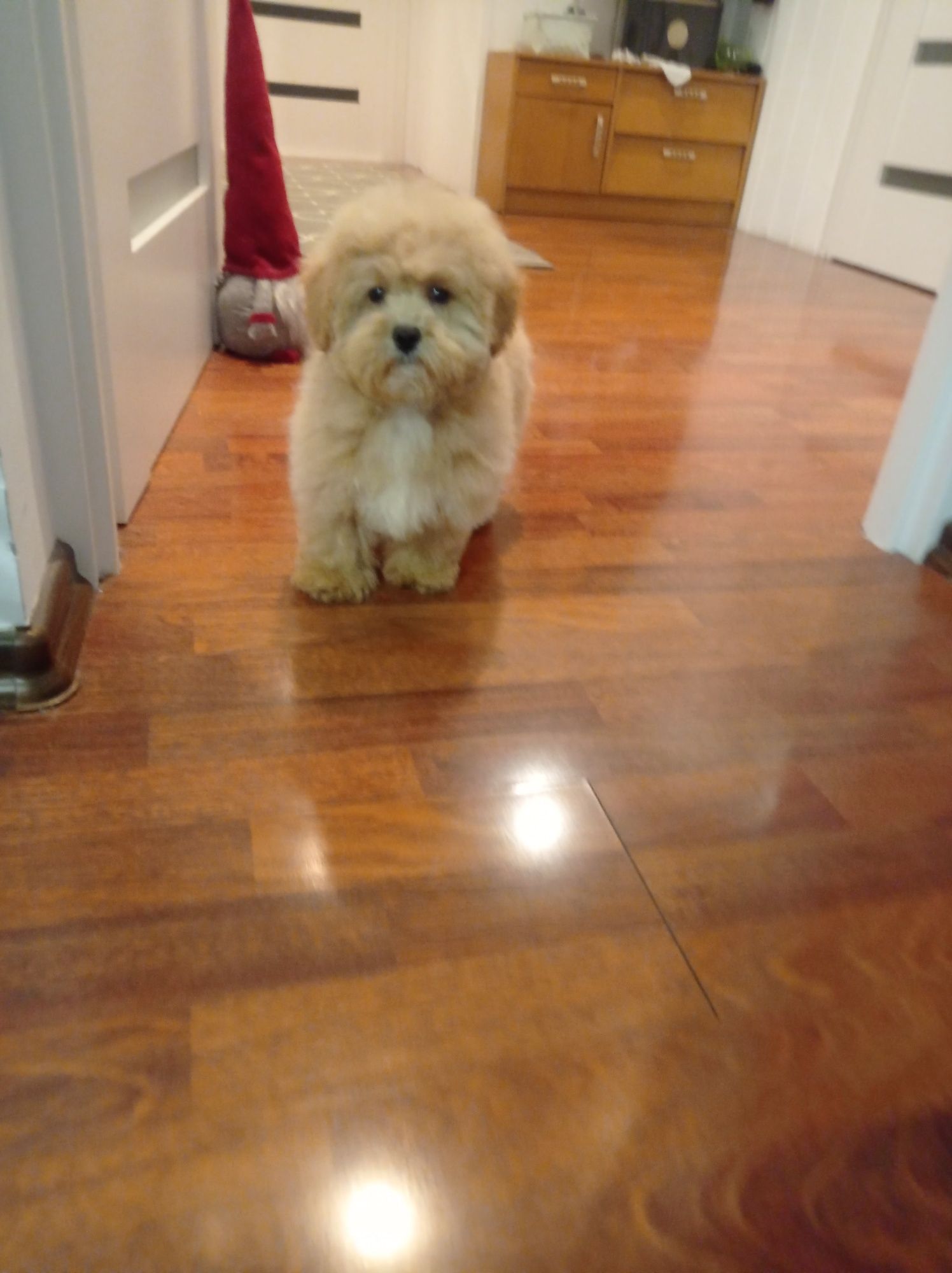 Maltipoo maltańczyk & pudel toy piesek