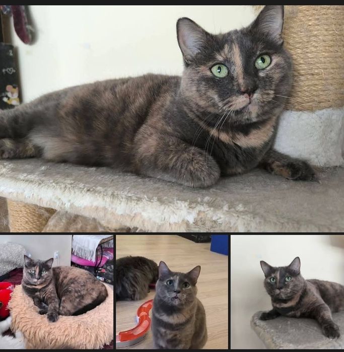 Отдам_ кошки_ коты_ котята_ эмми