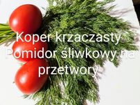 Zestaw Pomidor śliwkowy + koper krzaczasty  na przetwory nasiona
