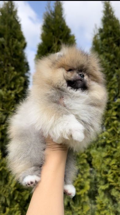 Suczka szpic miniaturowy pomeranian