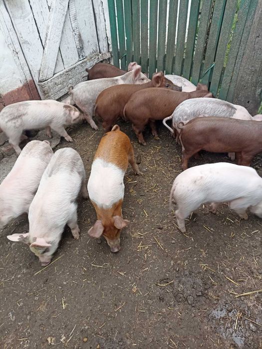 Продам поросят 9-15 кг.