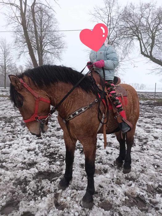 Błany spokojny ogier zimnokrwisty