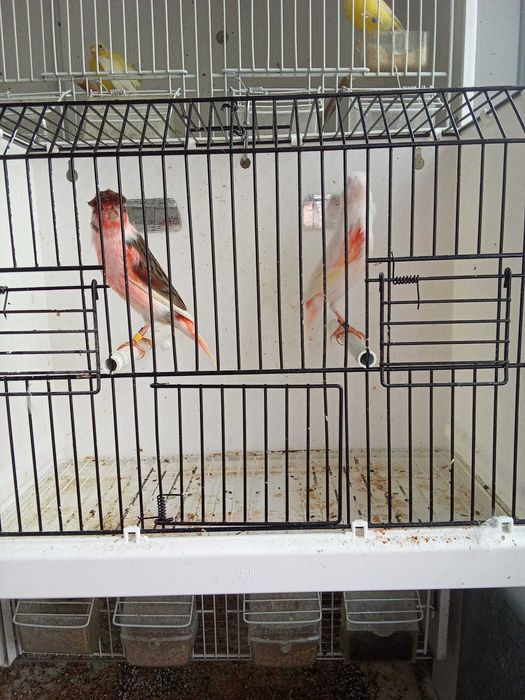 Vendo Arlequim Português