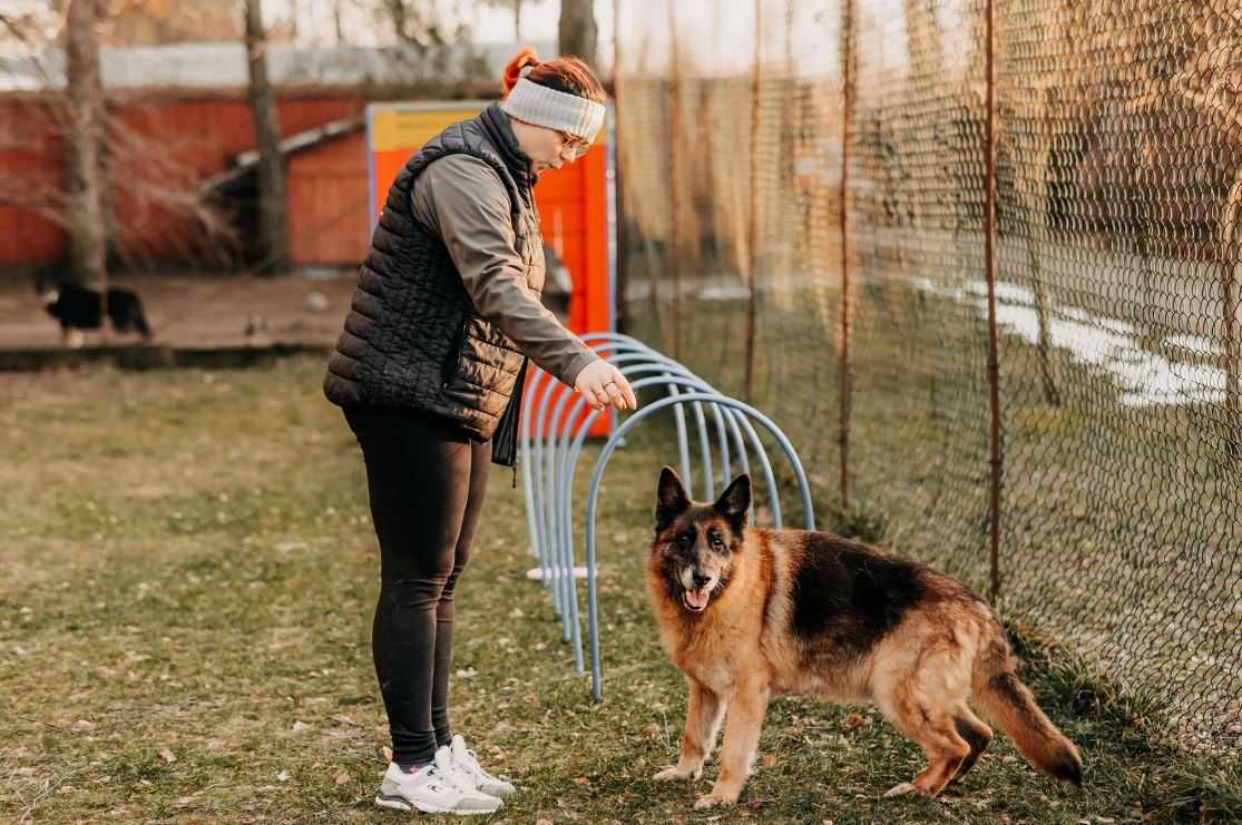 Psia dama-Stella-w typie owczarka niemieckiego poleca się do adopcji!