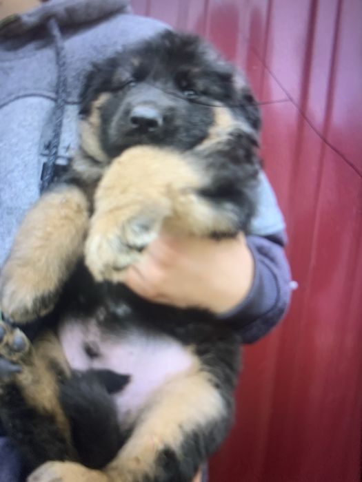 Цуценята Німецької вівчарки