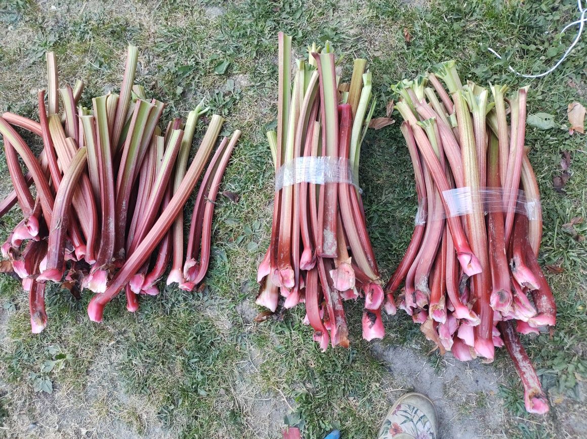 Rabarbar z własnej plantacji.