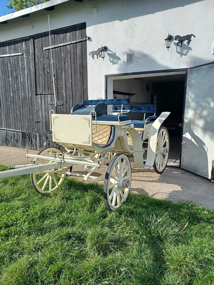 Bryczka biała, uprząż