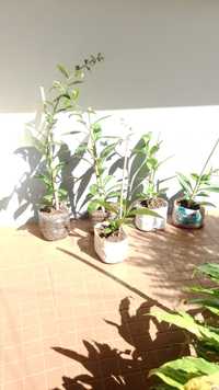 Planta Ora-pro-nóbis