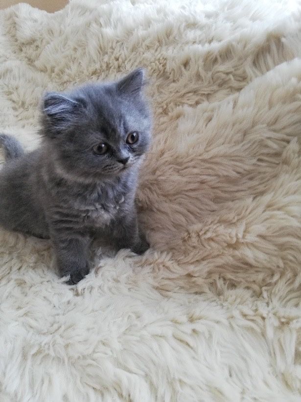 Puszysta arystokratka Brytyjka