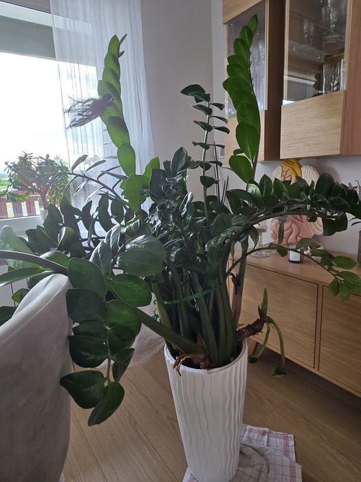 Duży zamiokulkas