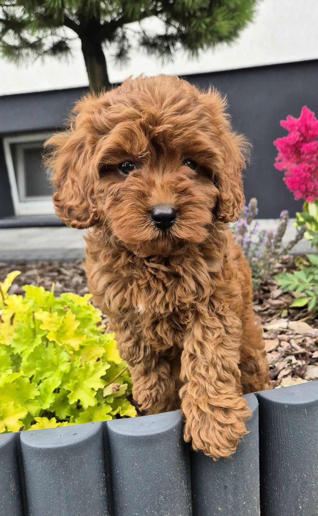 Cavapoo F1B  SUNIA