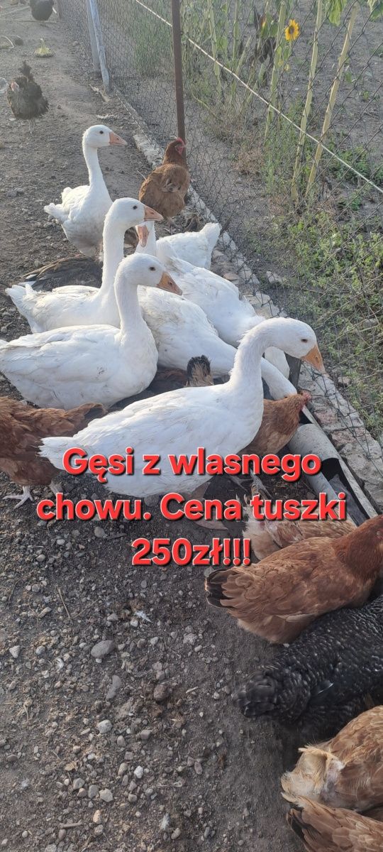 TUSZKI gesie sprzedam