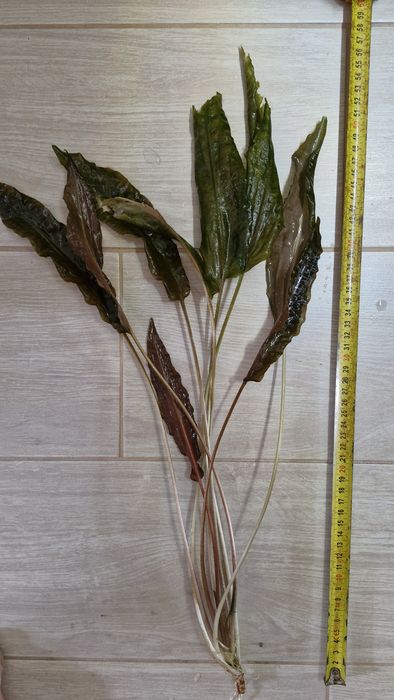 Wyrosniete kryptokoryny vendtii