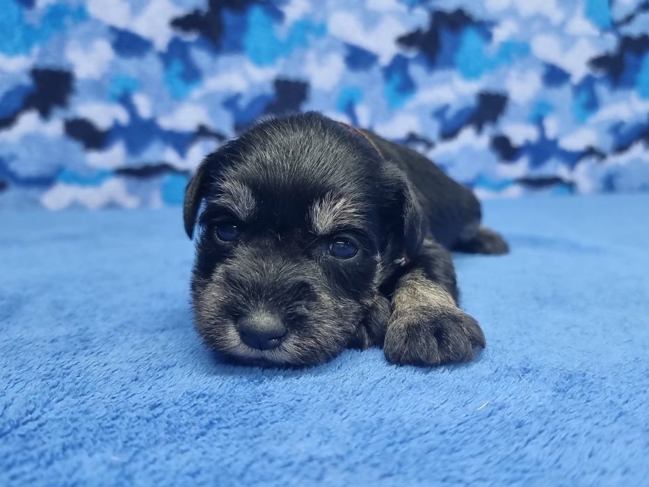 Цуценята цвергшнауцера