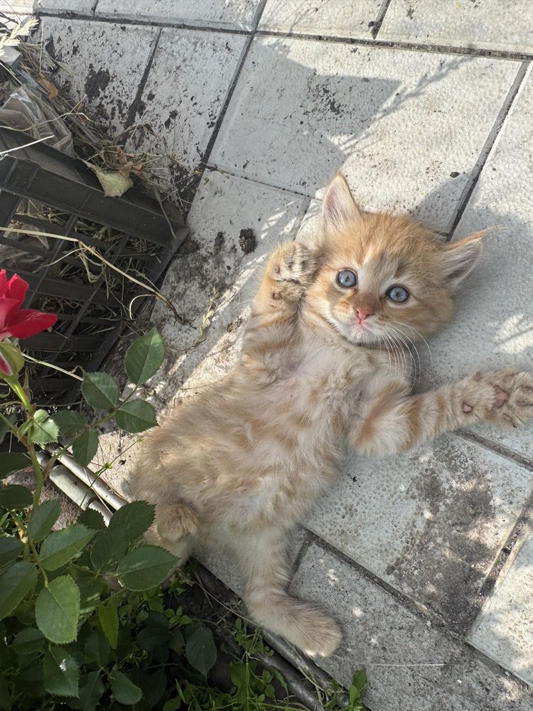 Котята очень милые в добрую семью