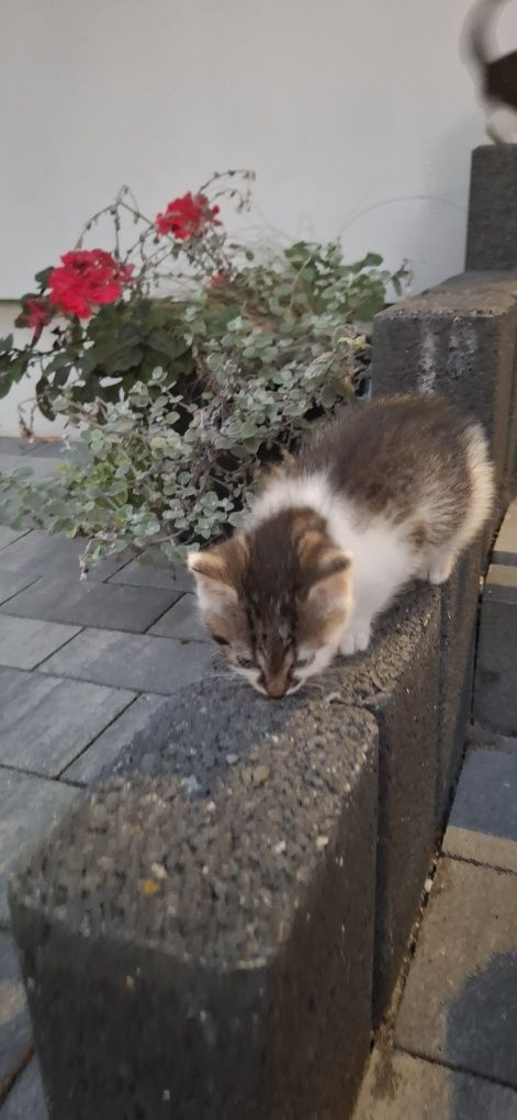 Oddam kotki w dobre ręce
