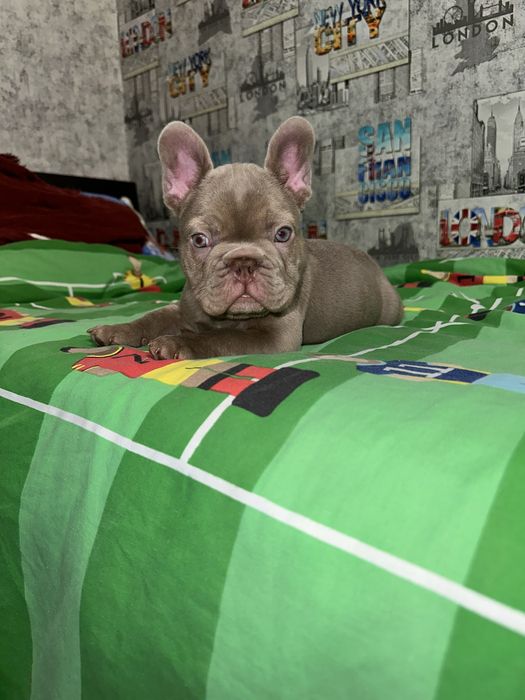 Хлопчин новотипний