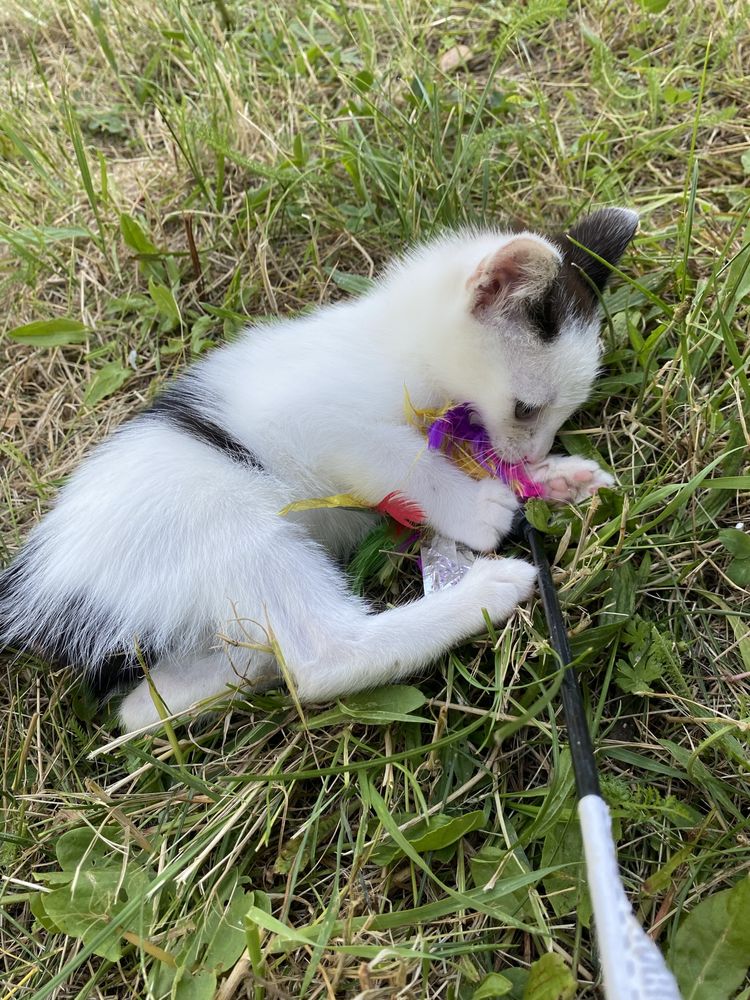 Kochana Pralinka szuka domu - adopcja