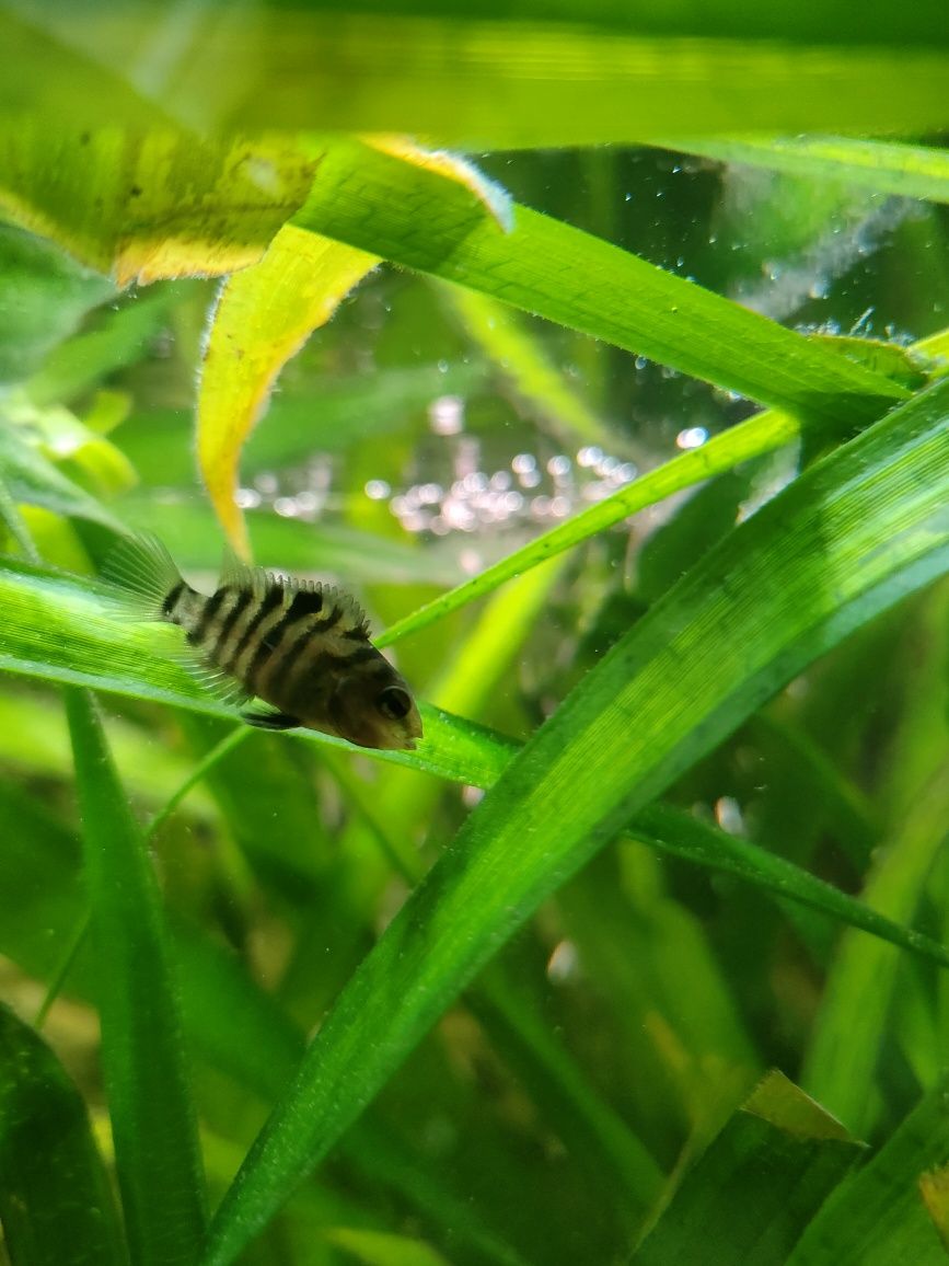 Ryba pielęgnica zebra