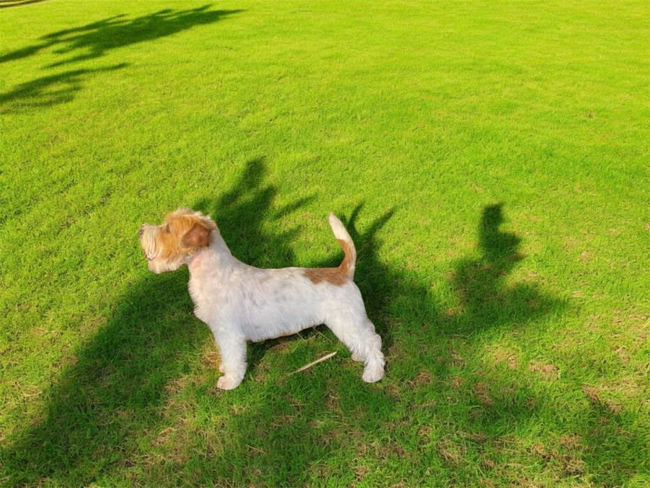 Jack Russell Terrier - Cerdoso