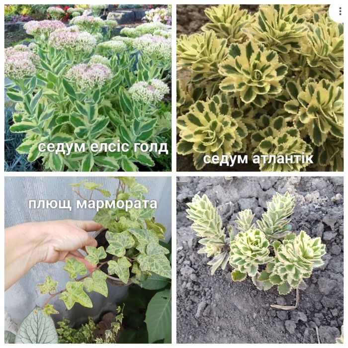 Хризантеми мультифлора корейки очитки молодила хости