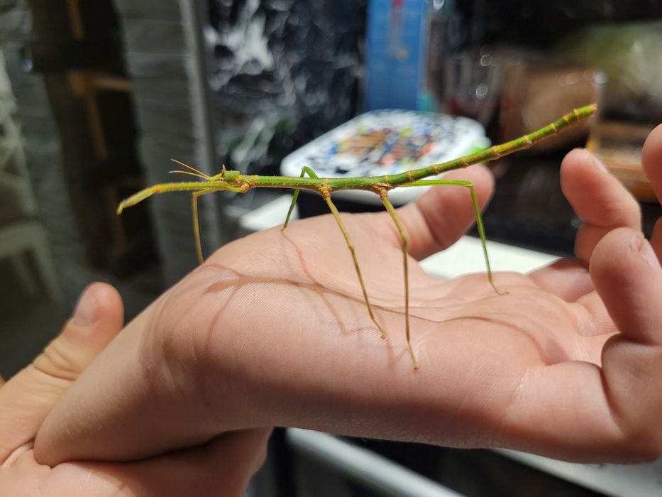 Jaja patyczaka rogatego 20szt.