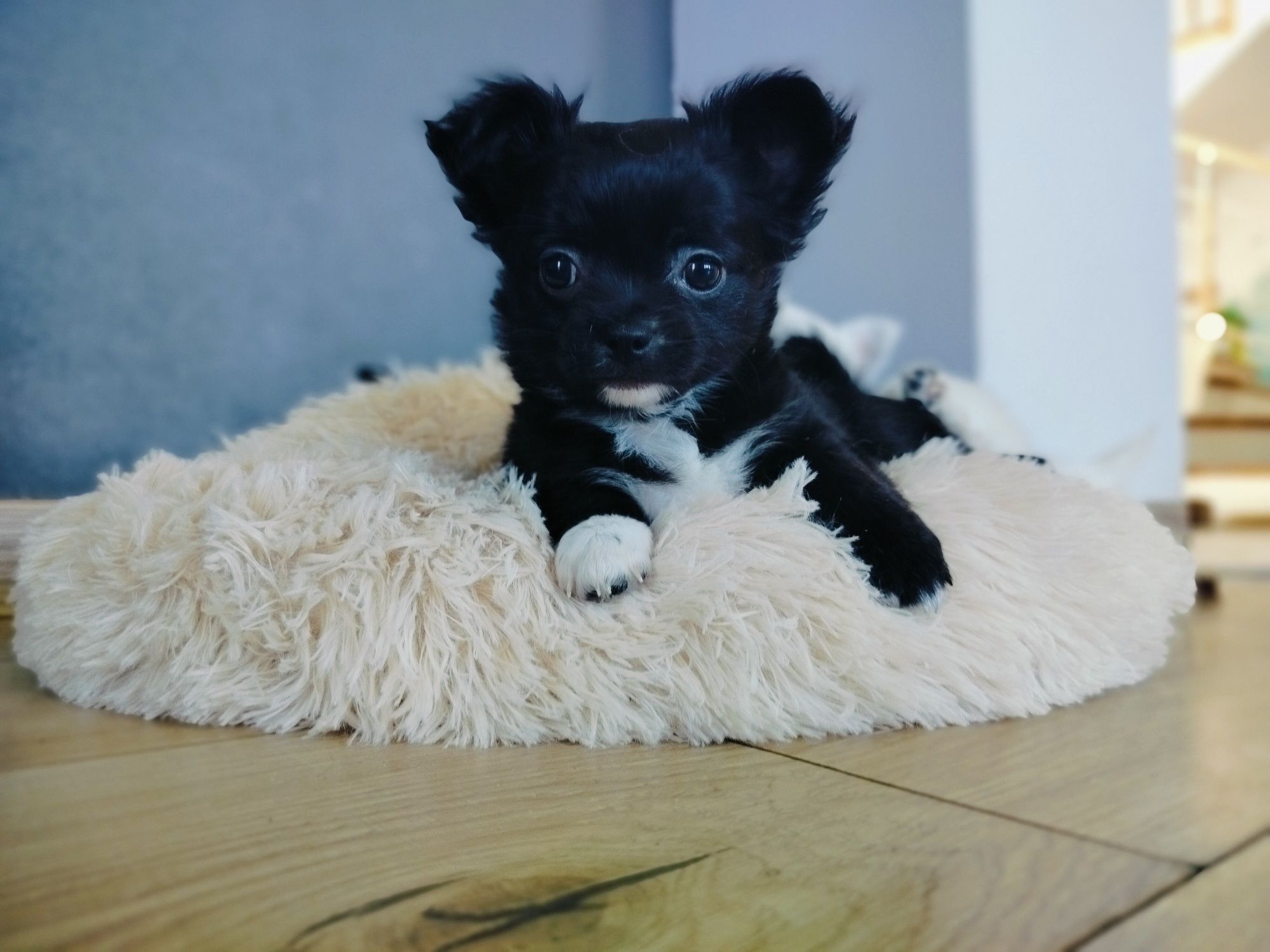 Chihuahua sunia ;)