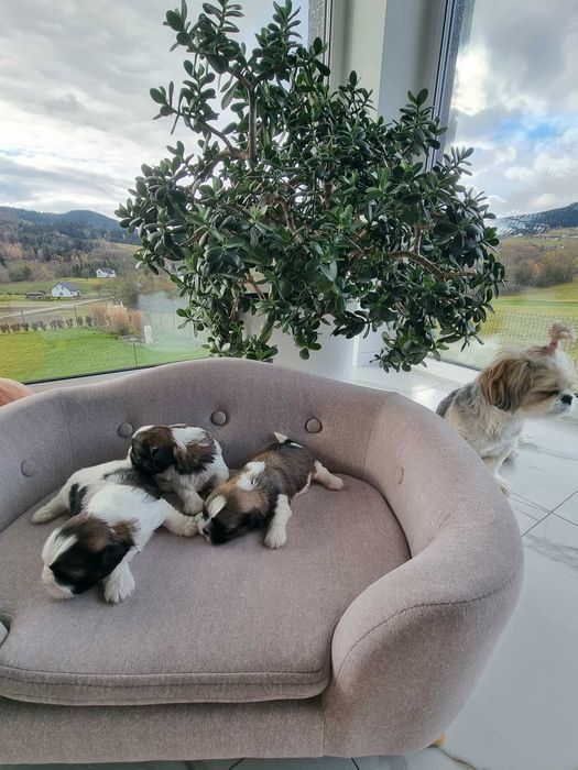 Shih Tzu tricolor szczeniak