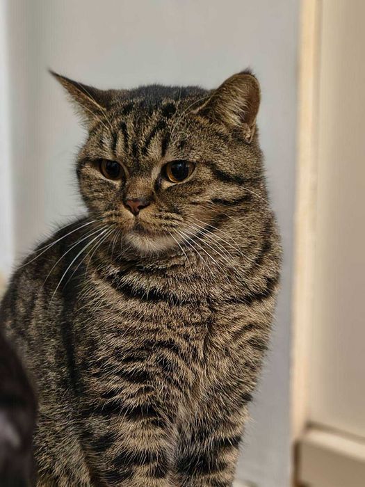 Лагідна британська кішка Юмі в добрі руки