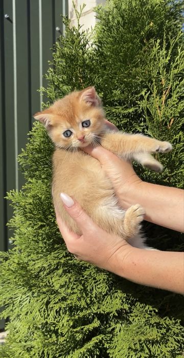 Дівчинка золота шиншила