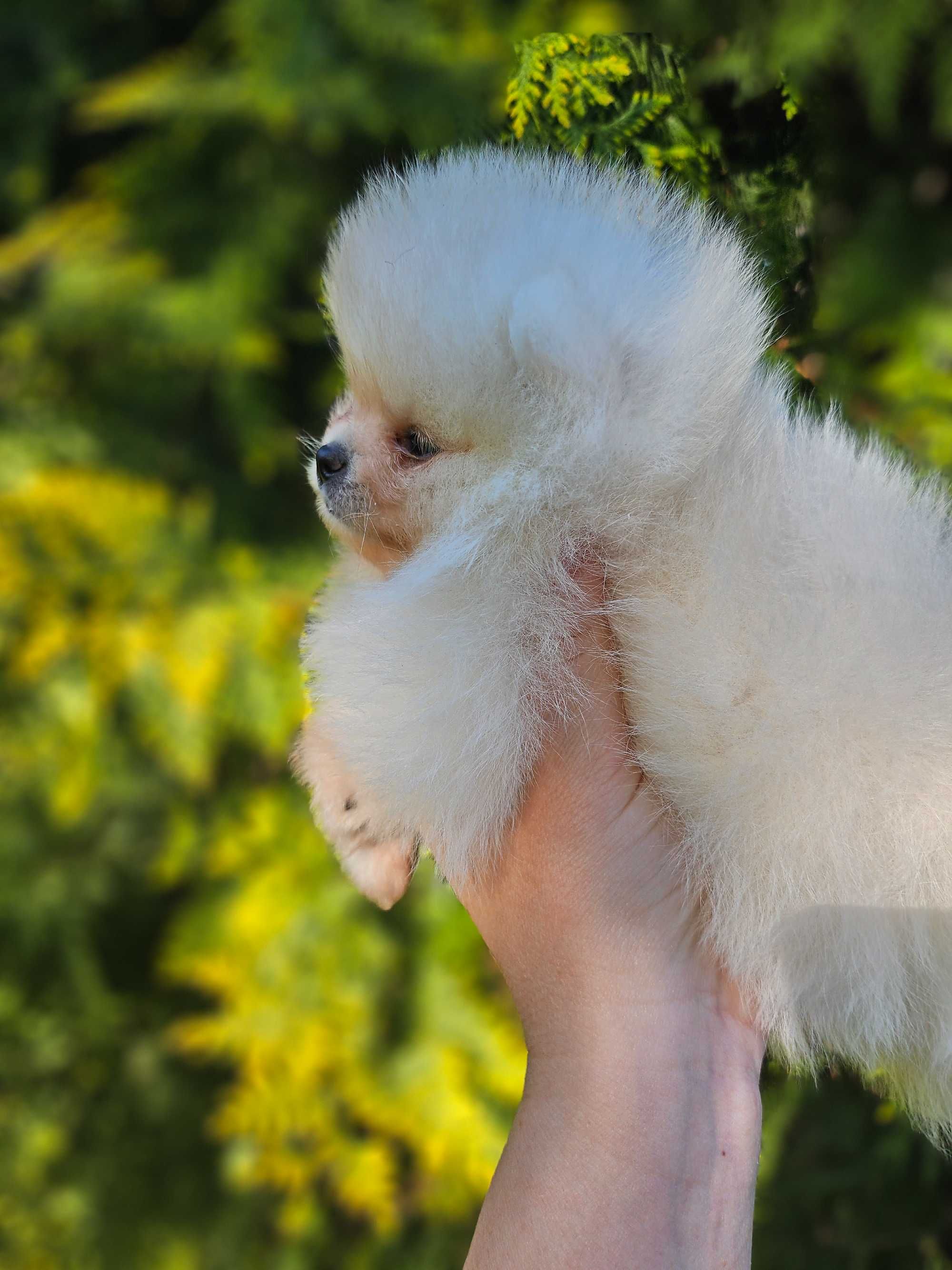 Pomeranian szpic miniaturowy malutka sunia z ubezpieczeniem ZKwP